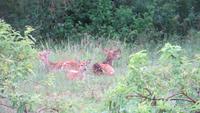 0730 Im Yala-Nationalpark - Rotwild