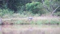 0736 Im Yala-Nationalpark - Krokodil