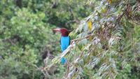 0742 Im Yala-Nationalpark -Eisvogel