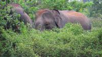 0745 Im Yala-Nationalpark -Elefanten