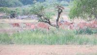 0748 Im Yala-Nationalpark -Rotwild