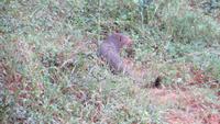 0750 Im Yala-Nationalpark -Monk