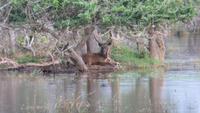 0757 Im Yala-Nationalpark - Hirsch