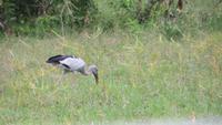0759 Im Yala-Nationalpark - Marabu