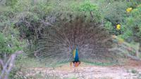 0770 Im Yala-Nationalpark - Pfau