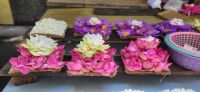107 Seerosen sind die Nationalblumen Sri Lankas