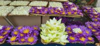 108 Seerosen sind die Nationalblumen Sri Lankas