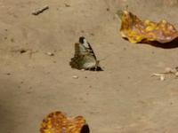 067. Kuangsi Wasserfälle, Laos