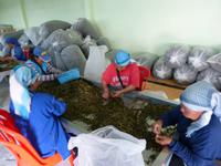 141. Tee-Plantage, Thailand