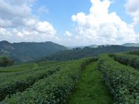 144. Tee-Plantage, Thailand