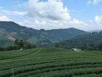 146. Tee-Plantage, Thailand