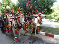 398. Novizen-Zeremonie, Myanmar