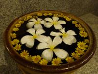 446. Franchipani Blüten, Myanmar