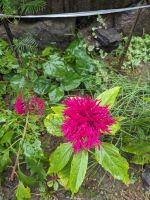 111.  UNESCO-Weltkulturerbedorf Yangdong, Südkorea