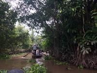 Mekong-Delta mit Mangrovenvegetation