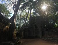 Ta Phrom-Dschungeltempel