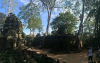 Ta Phrom-Dschungeltempel