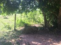 Ta Phrom-Dschungeltempel