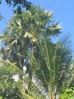 Zuckerpalme und normale Palme