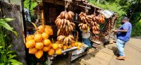 112 herrliche Früchte in Sri Lanka