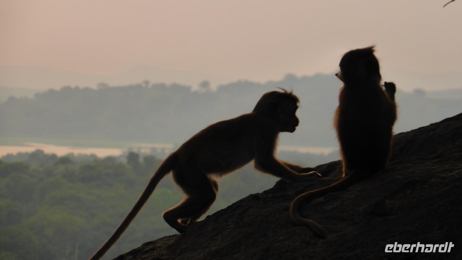 Affen beim Abstieg von den Höhlentempeln