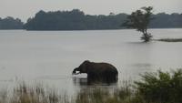 Wildelefant bei Polonnaruwa