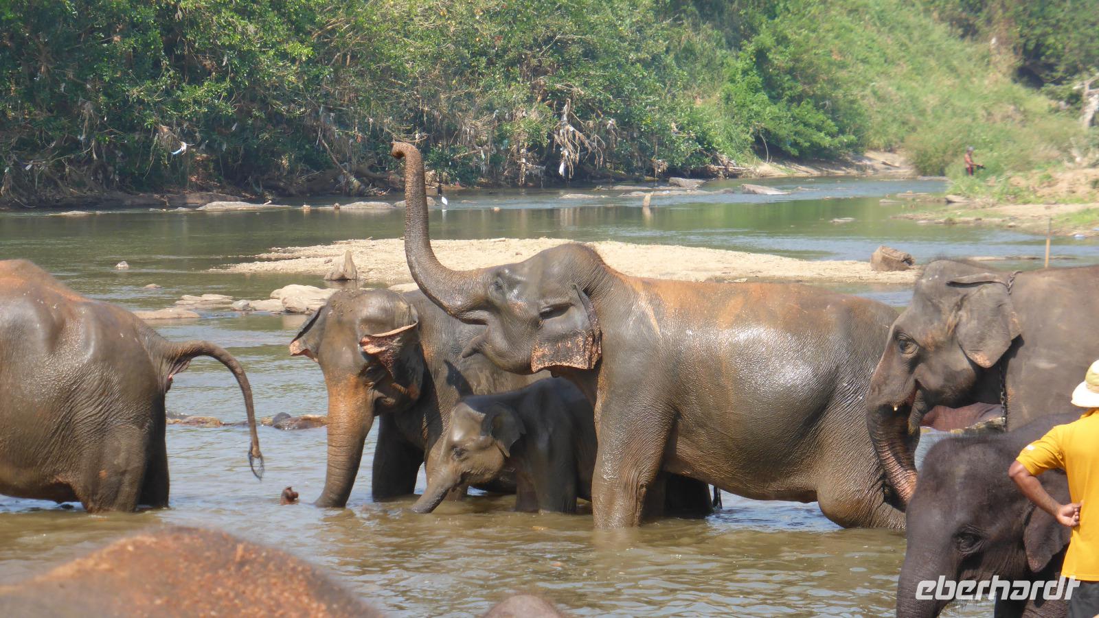 Pinnawela Elefantenwaisenhaus
