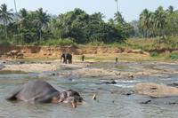 Pinnawela Elefantenwaisenhaus