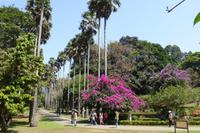Botanischer Garten Kandy