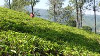 Teeplantage bei Nuwara Eliya