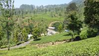Teeplantage bei Nuwara Eliya
