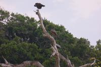 Adler im Yala NP