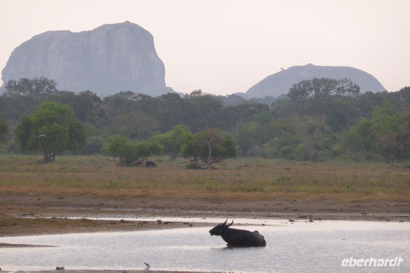 Der Elefantenfelsen im Yala NP