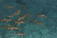 Lankanfinolhu - Haifütterung