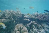 Lankanfinolhu beim Schnorcheln