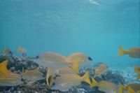 Lankanfinolhu beim Schnorcheln