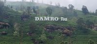 122 Besuch der Damro Teefabrik