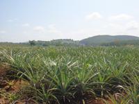 Ananasplantage