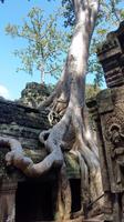 Dschungeltempel Ta Phrom
