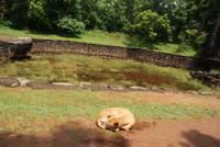 Ach ja, Hund müsste man sein in Sri Lanka!