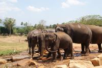 Im Elefantenwaisenhaus von Pinnawala