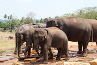 Im Elefantenwaisenhaus von Pinnawala