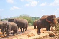 Im Elefantenwaisenhaus von Pinnawala