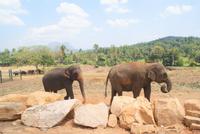 Im Elefantenwaisenhaus von Pinnawala