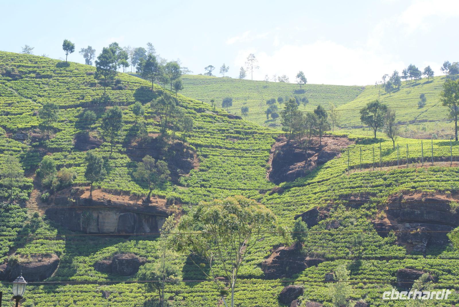 herrlich gepflegte Teeplantagen
