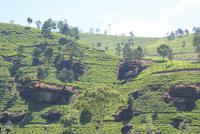 herrlich gepflegte Teeplantagen