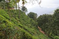 Idyllische Aussicht auf der Wanderung zum Little Adams Peak in Ella