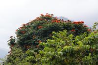 Afrikanischer Tulpenbaum in voller Pracht