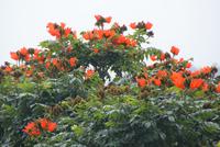 Afrikanischer Tulpenbaum in voller Pracht