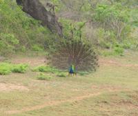 Ein Pfau beim Radschlag